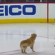 Illustration for article titled Good Dog Plays Fetch On Ice Rink